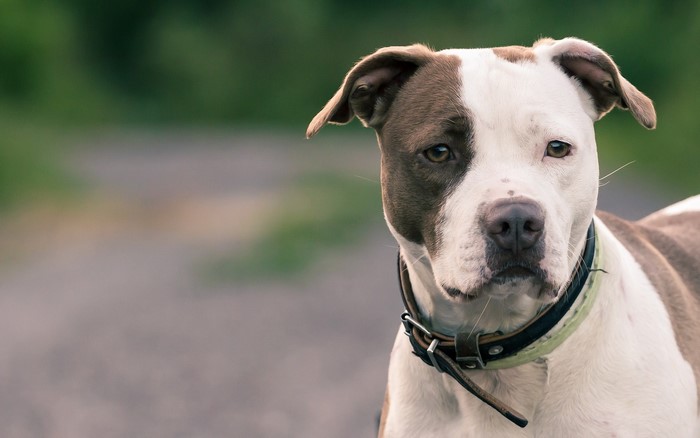 American Staffordshire Terrier dog with brown and white markings