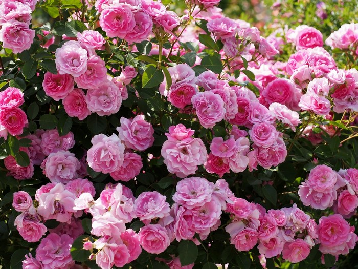 A bush full of pink roses