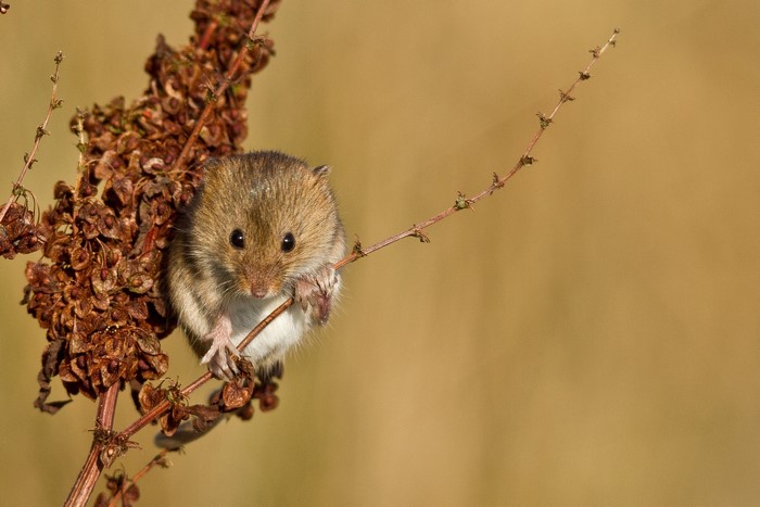 Harvest Mouse clinging to a dry plant stem