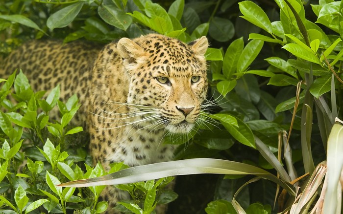 Leopard in green foliage