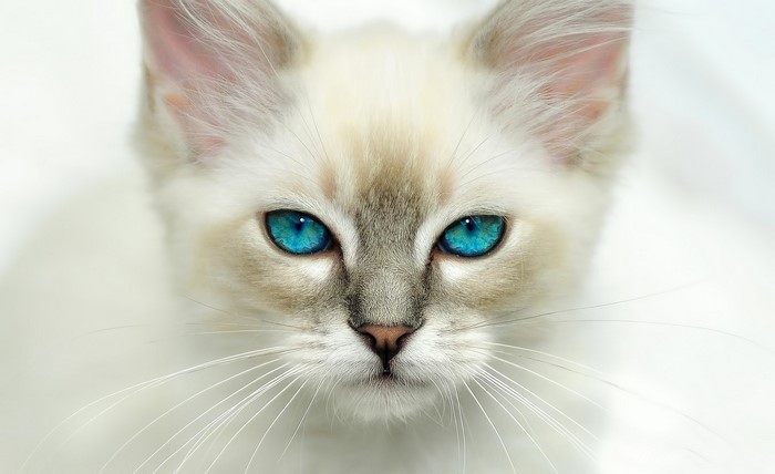 Close-up of a white cat with striking blue eyes