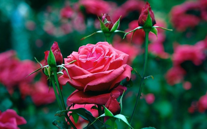 Pink Rose and Buds in Garden
