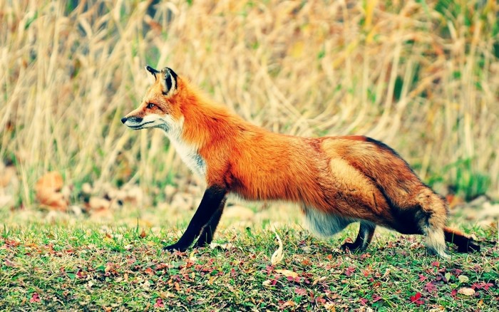 Red fox standing in grass