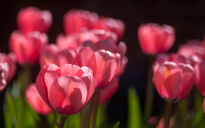 Pink tulips in soft sunlight