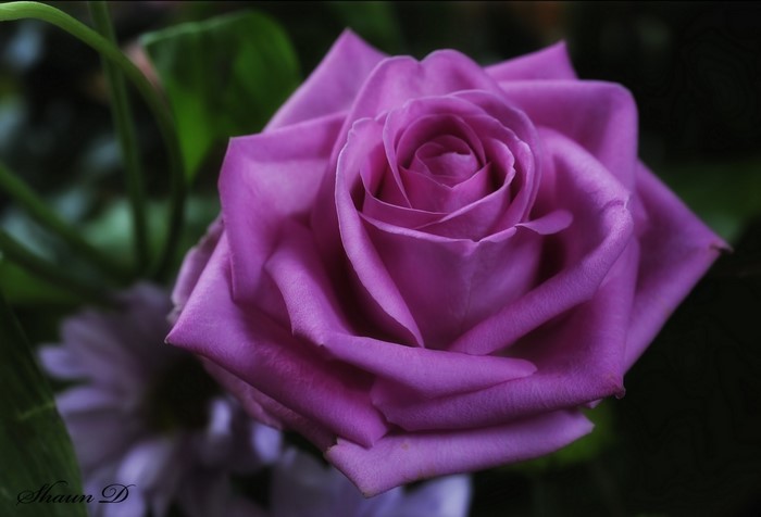 Close-up of a purple rose