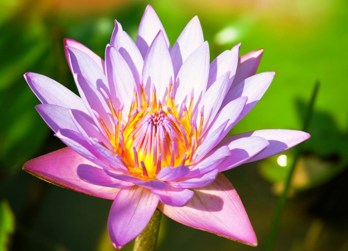 Close-up of a purple water lily flower