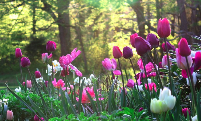 Field of colorful tulips in a sunlit forest