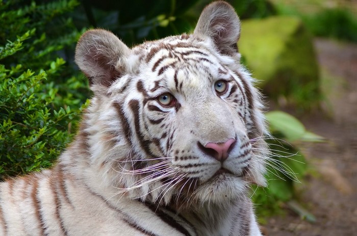 Close-up of a white tiger with blue eyes