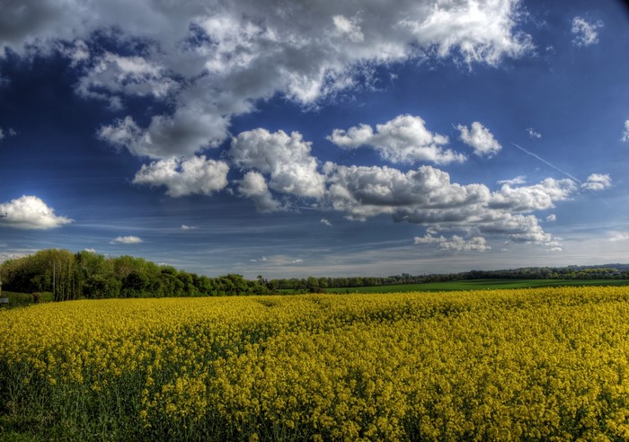 Field of Rapeseed under a Cloudy Sky