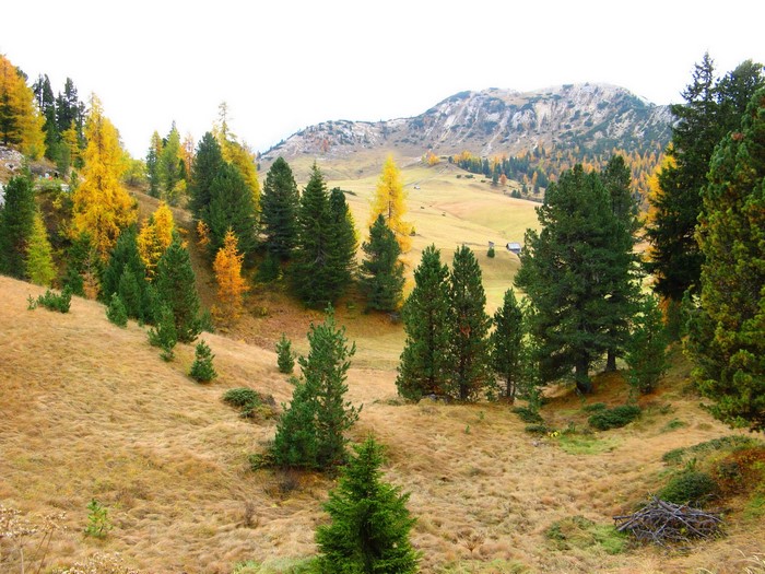 Autumn mountain landscape with trees in South Tyrol, Italy