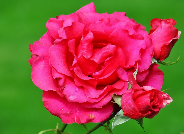 Close-up of a vibrant pink rose with buds