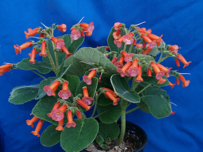 Orange Sinningia flowers with green foliage