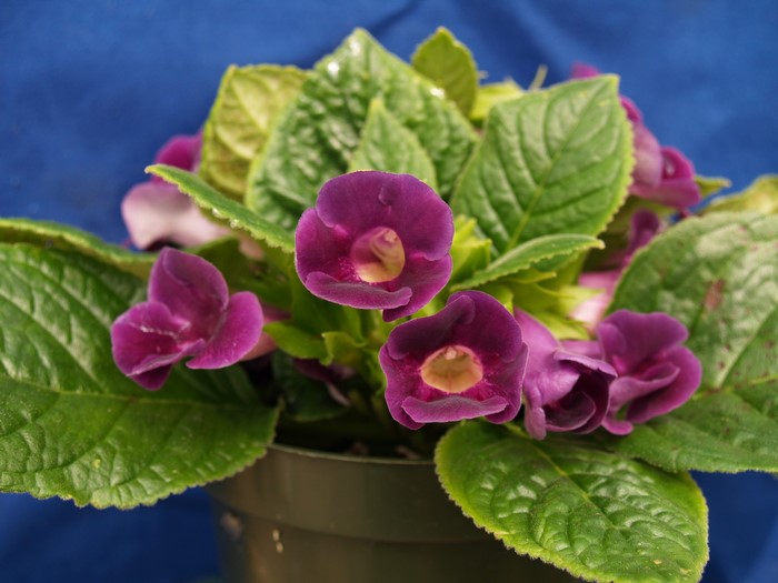 Purple flowers and green leaves in a pot