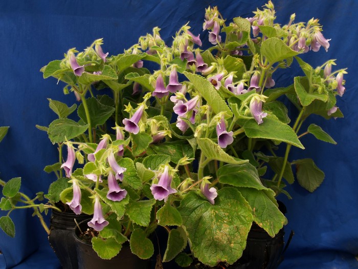 Sinningia plant with purple flowers