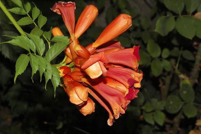 Orange trumpet flowers on a vine