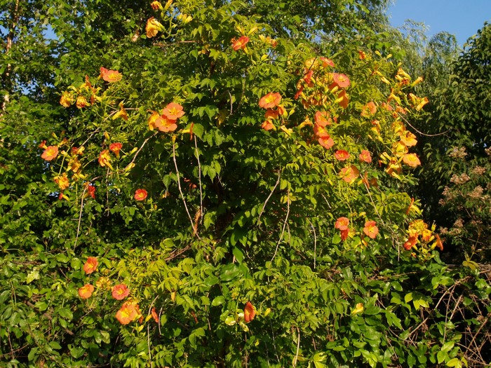 Trumpet Vine Flowers