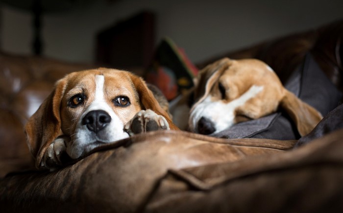 Two Beagles resting on a couch