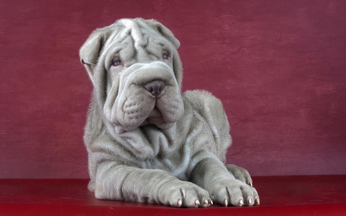 A grey Shar Pei puppy with wrinkles