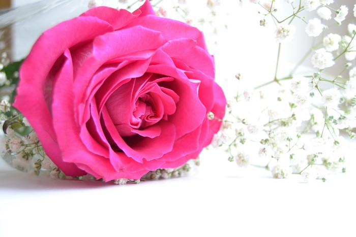 Pink Rose with Baby's Breath
