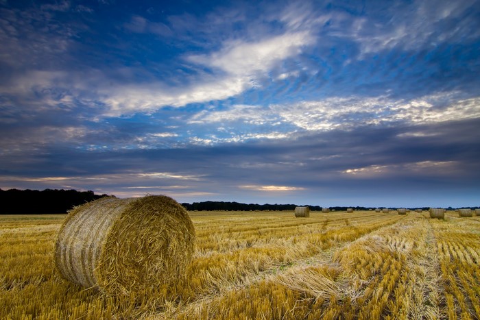 Hay bales in a field under a cloudy sky