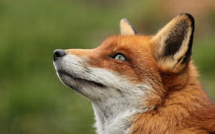 Close-up of a Red Fox's Head