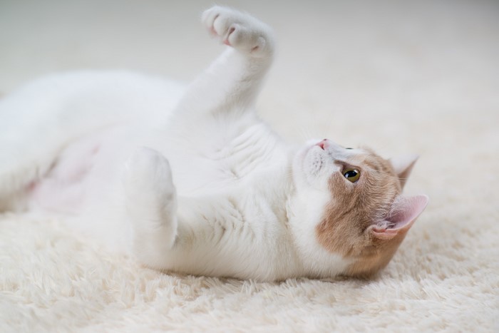 White and orange cat lying on a fluffy rug