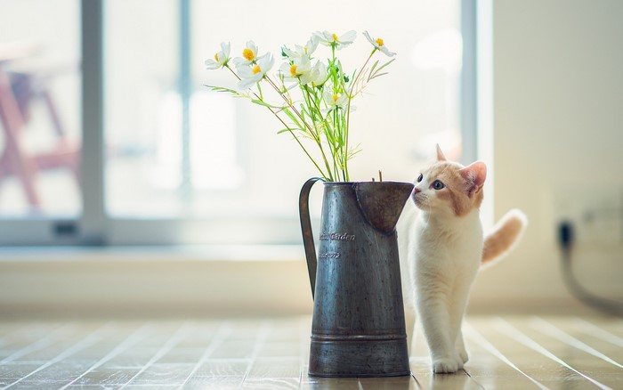 Cat looking at flowers in a jug