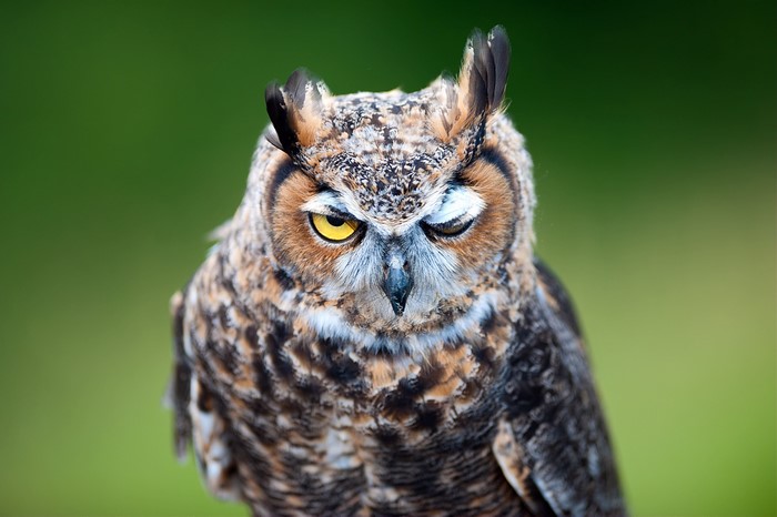 Great Horned Owl with Yellow Eyes