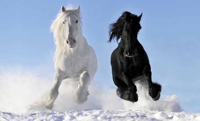 Black and White Horses Running in Snow