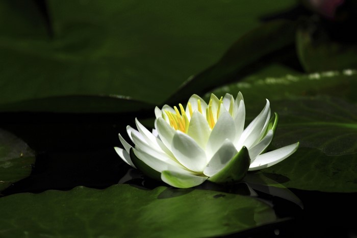 White water lily with yellow stamens on dark green lily pads