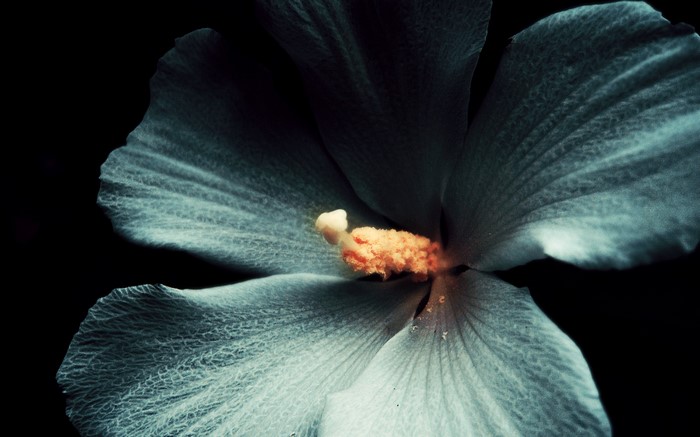 Close-up of a pale blue hibiscus flower