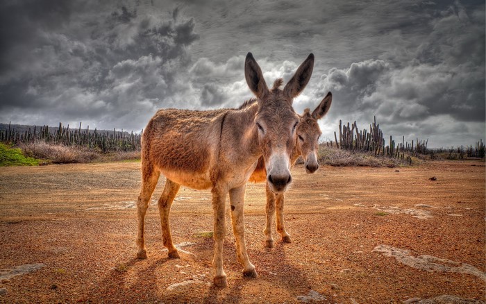 Two donkeys in a dry, arid landscape with cacti