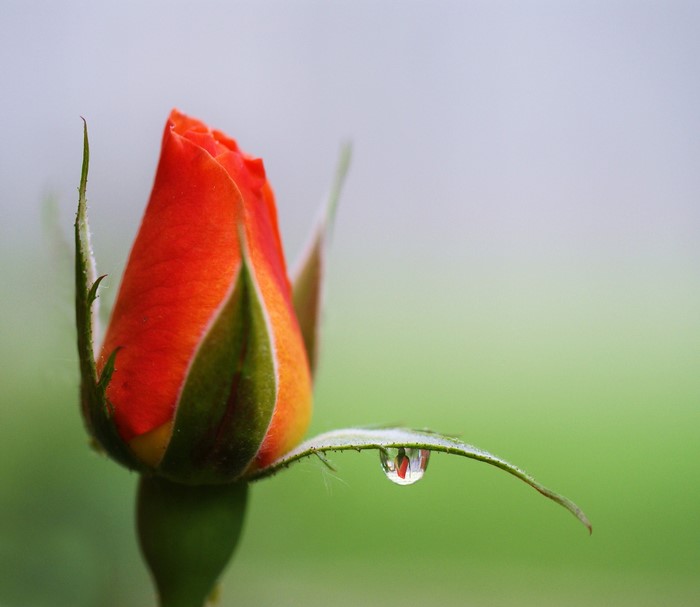 Orange rose bud with a water drop on a leaf