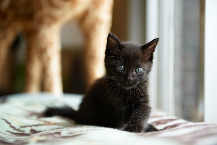 Black kitten with blue eyes sitting on a blanket
