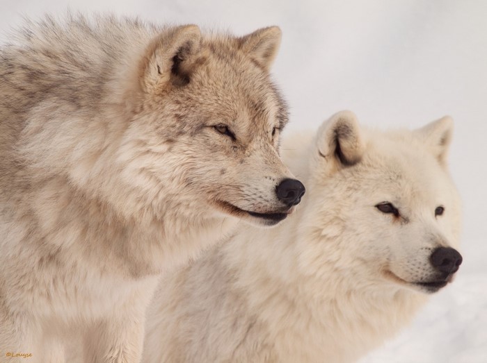 Two arctic wolves in a snowy landscape