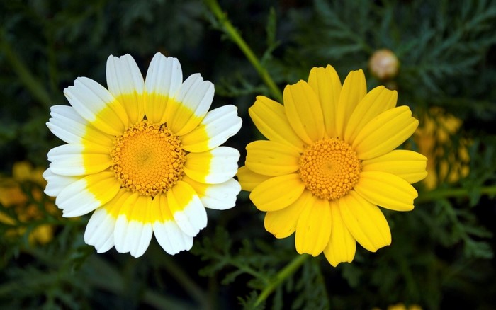 Two daisies with yellow and white petals