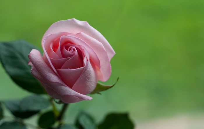 Pink Rose Closeup