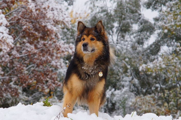 A fluffy dog stands in the snow