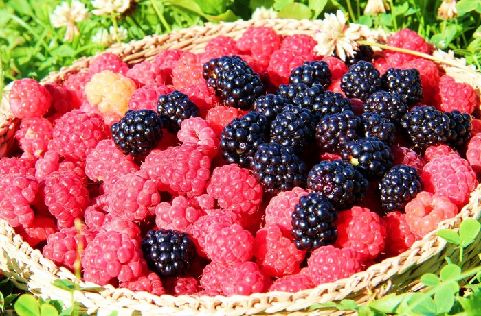 Basket of Raspberries and Blackberries