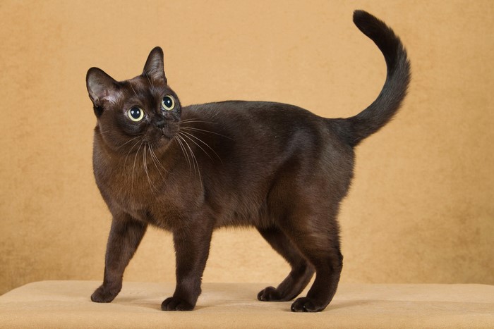 Brown Burmese cat standing against a tan background