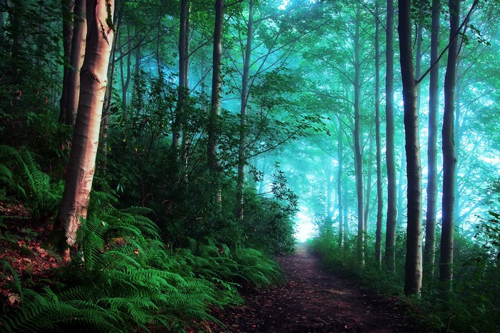 A misty forest path with tall trees and ferns