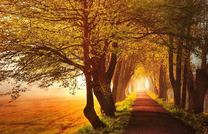 Autumn tree-lined road with fog