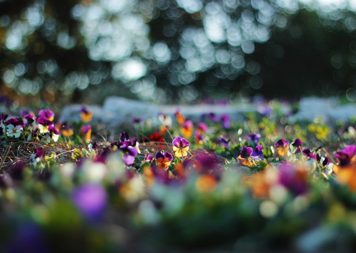 A field of colorful pansies in soft focus