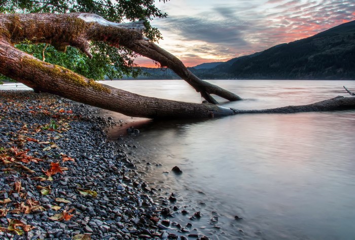 Fallen tree on the shore of Cultus Lake, British Columbia