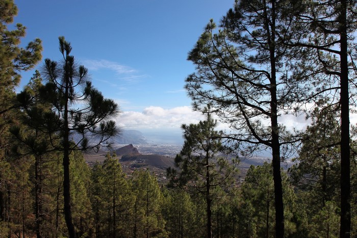View of Tenerife from a pine forest