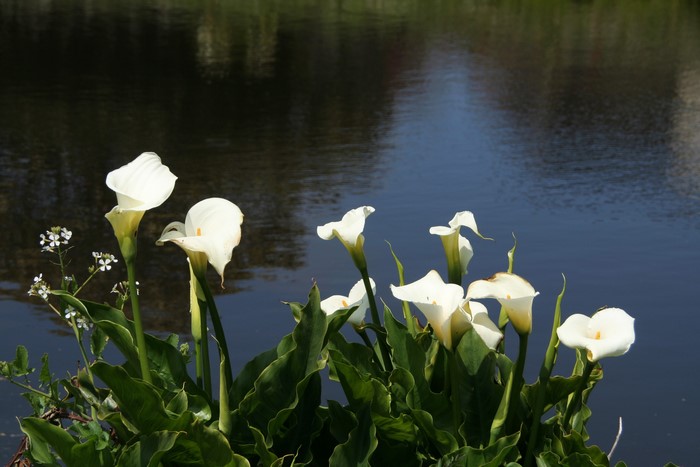 White Calla Lilies by the Water
