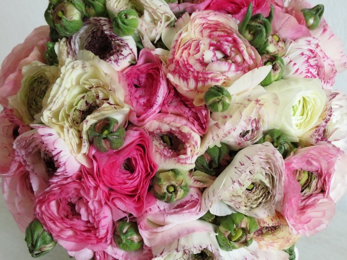 Bouquet of pink and white ranunculus flowers