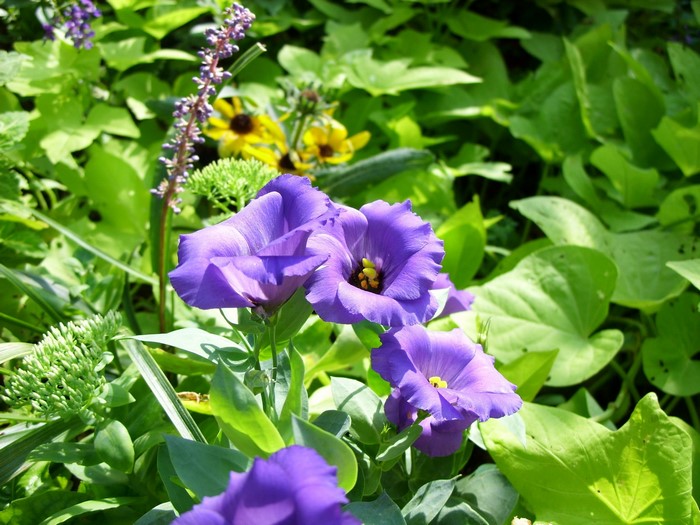 Purple Eustoma flowers with yellow flowers and green foliage