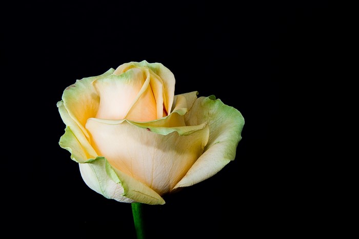 Peach and green rose against black background