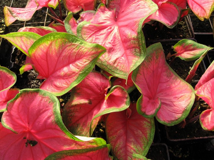 Close-up of pink and green Caladium leaves
